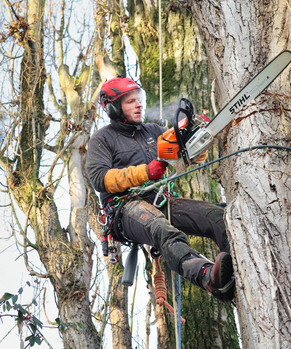 Woody Elagage Abattage Et Taille D arbre Li ge Belgique woody-elagage-abattage-et-taille-d-arbre-li-ge-belgique